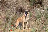 MALINOIS 226